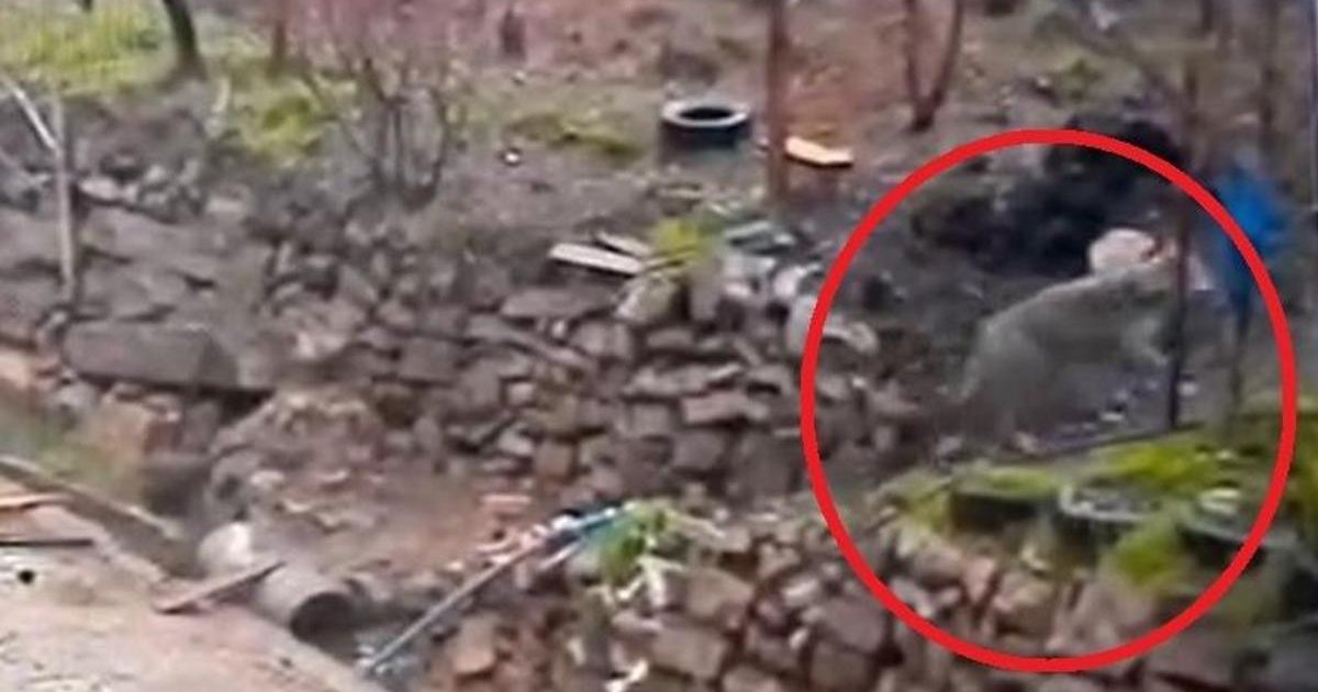 Adana'da aç kurt yerleşim yerine indi