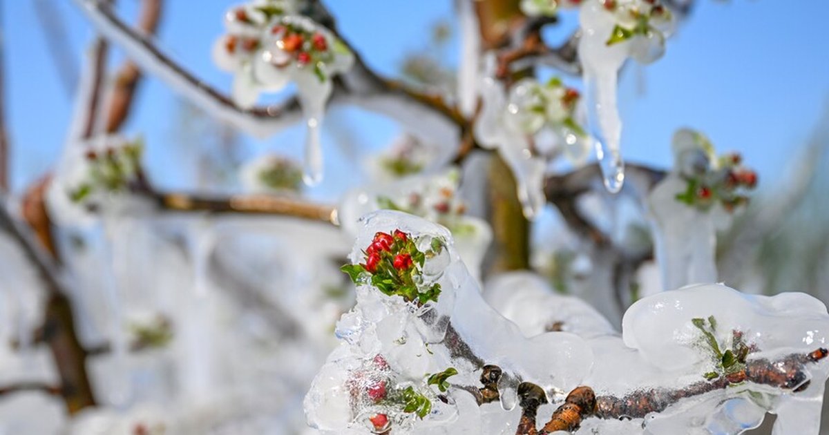 Yurdun kuzeyinde zirai don bekleniyor