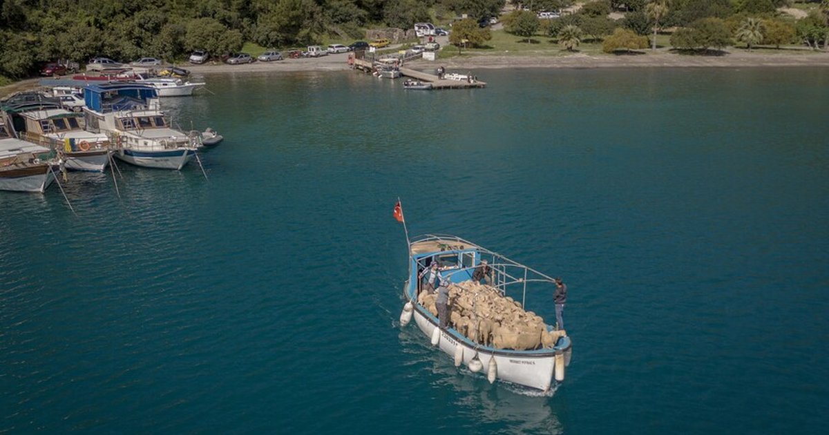 Çobanların sıra dışı göç yolculuğu