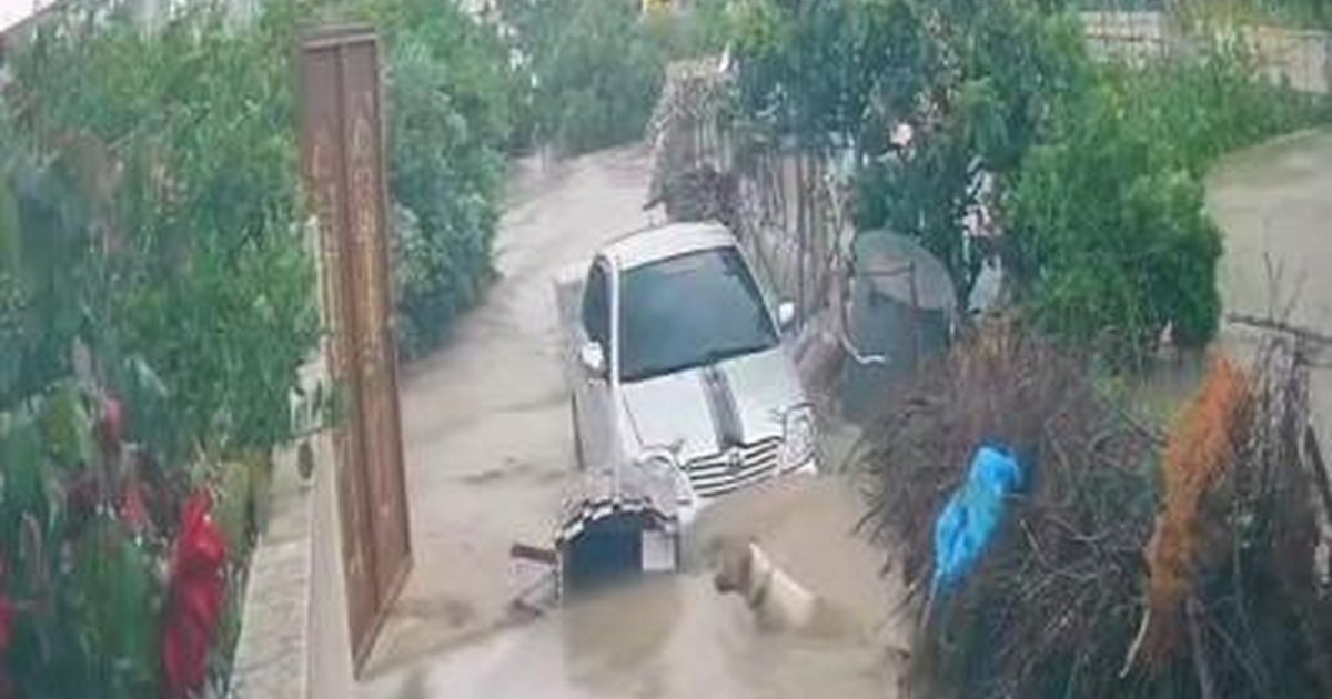 Köpek Akıntıya Kapıldı: Hatay'da Sel Korku Doldu