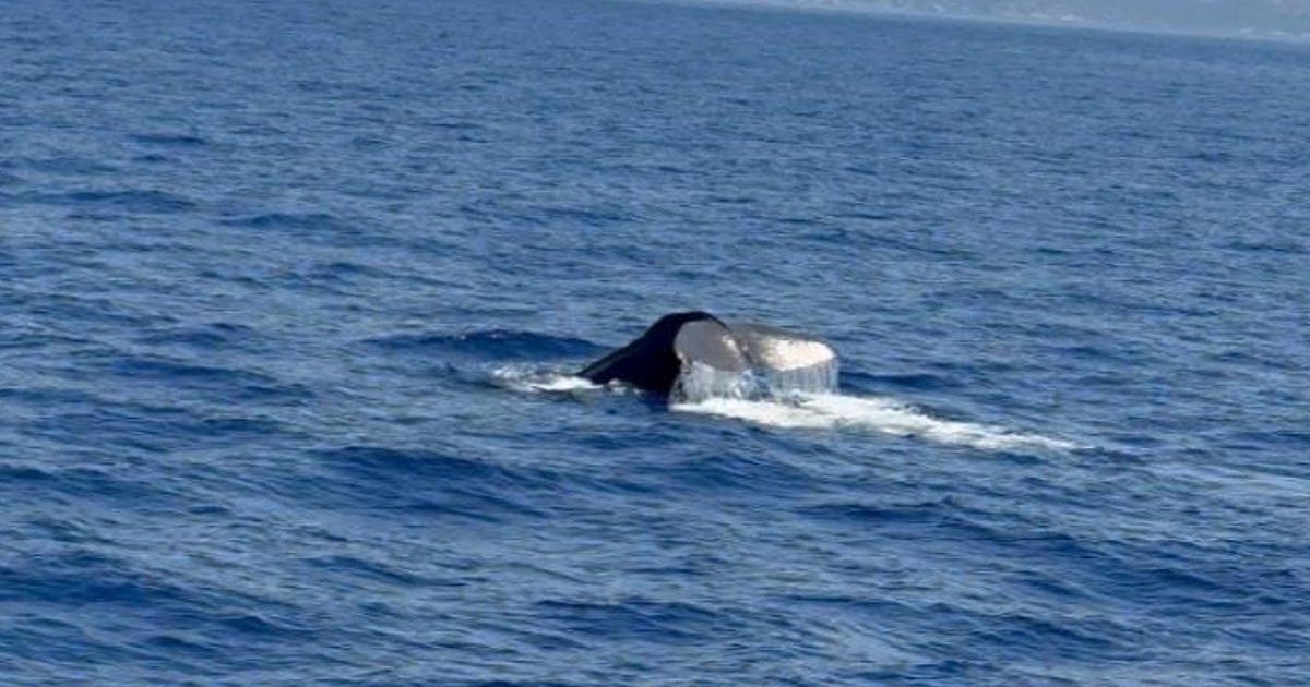 Muğla Fethiye'de İspermeçet Balinası Görüldü