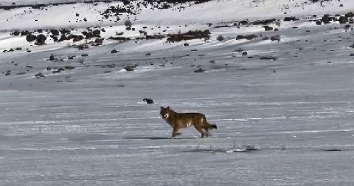 Kars'ta araç takip eden kurt anı kamerada