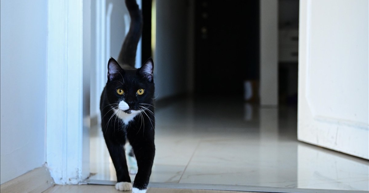 Antanya'da kaza: Tofi adlı kedi platinle yürümeye başladı