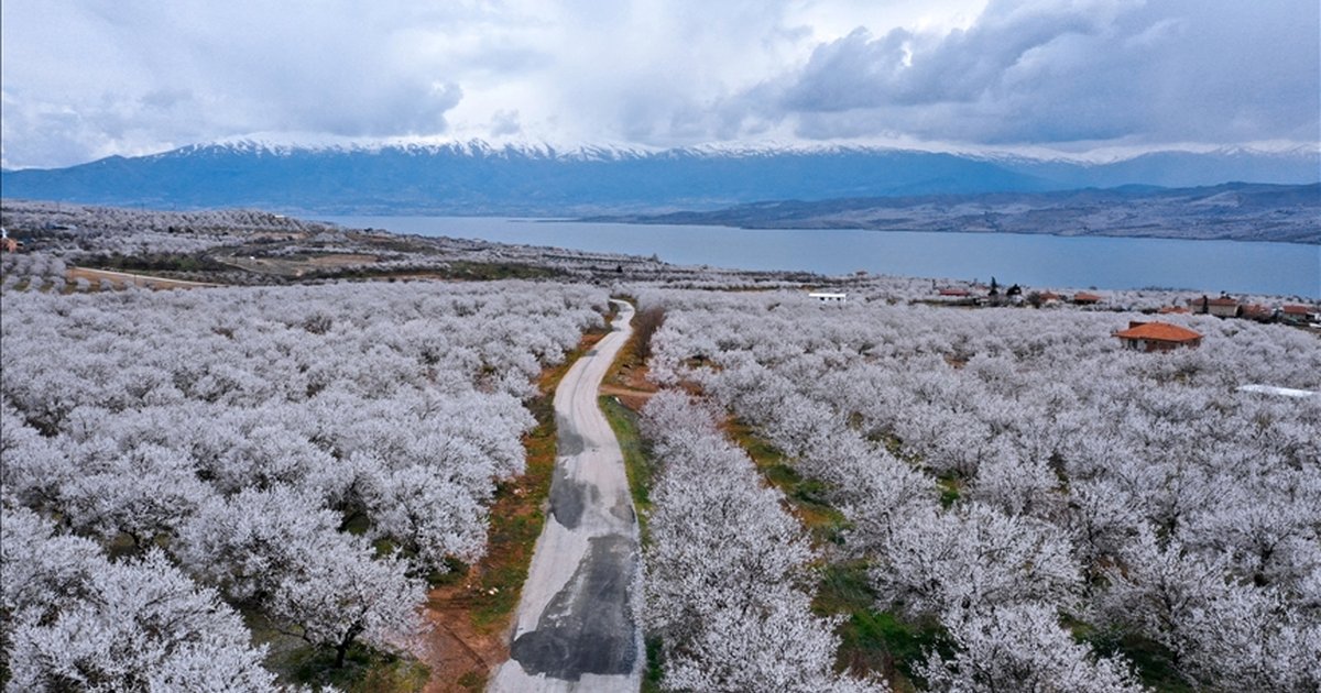 Elazığ'da kayısı bahçelerinde ilaçlama mesaisi