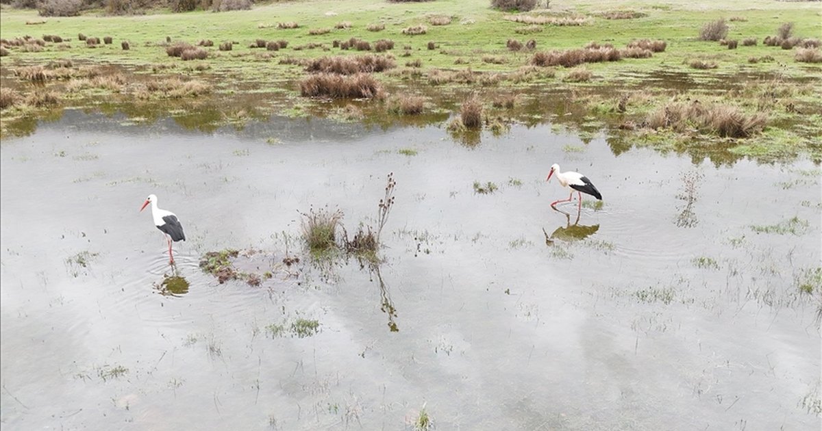 Isparta'da leylekler sulak alanda görüntülendi