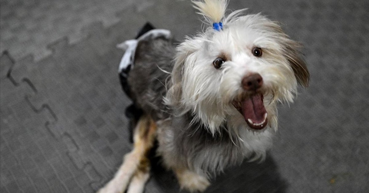 Engelli köpek Yumoş iyileşip yeni yuvasına koşuyor