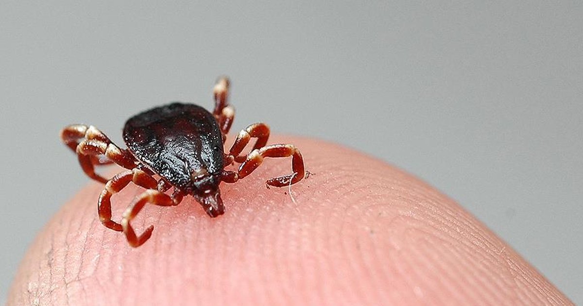 Kene sezonu açıldı, uzmanlar uyardı