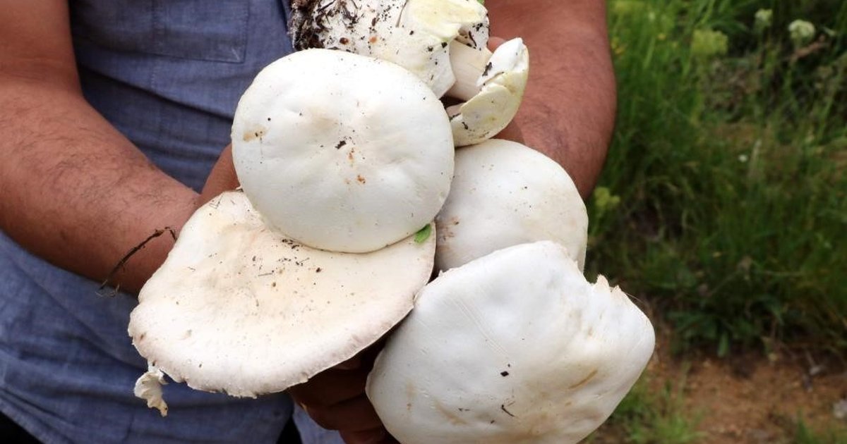 Erzincan'da nadir bulunan çaşır mantarı kilosu 2 bin liradan satılıyor