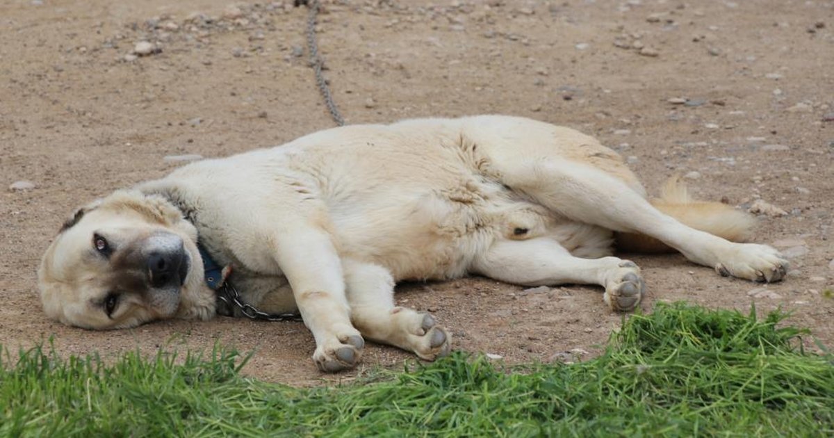 Kangal köpekleri hava değişiminden olumsuz etkilendi