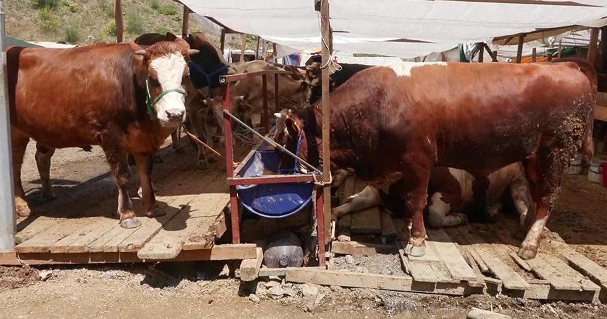 Kurbanlık Fiyatları ve Satışlar
