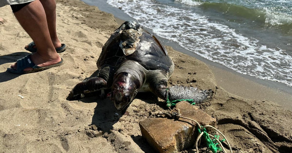 İzmir'de deniz kaplumbağası ölü bulundu, yüzgecine parke taşı bağlı