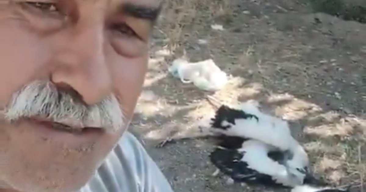 Leyleklerin ölümüne gözyaşı döktü