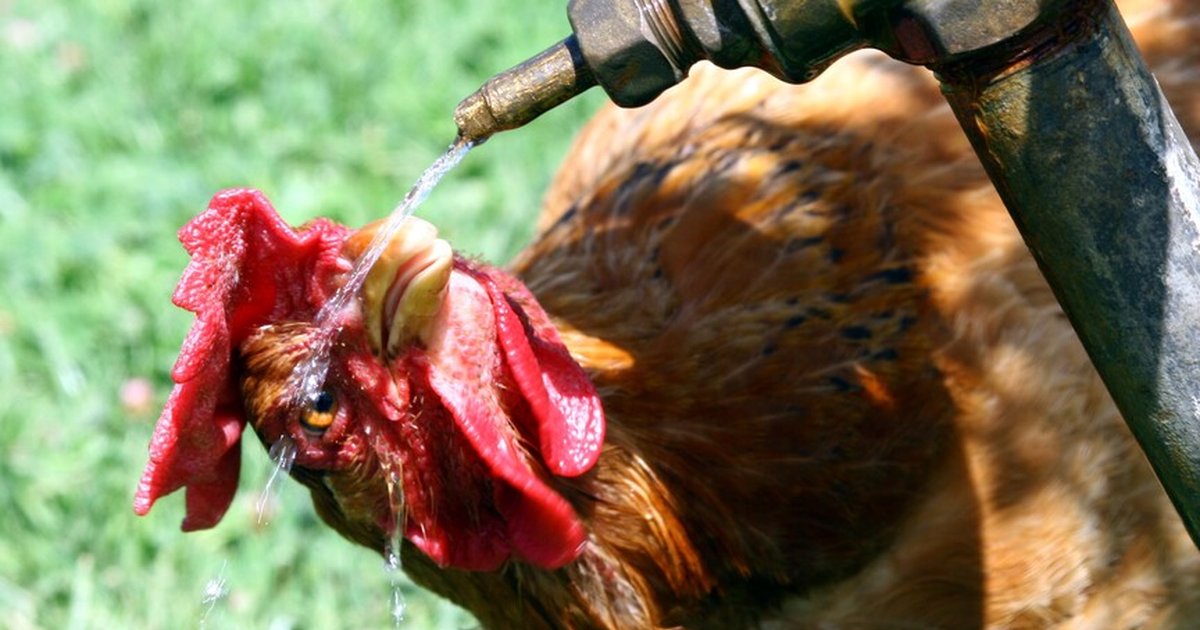 Fransa'da aşırı sıcak hava 6 bin ton kümes hayvanını etkiledi