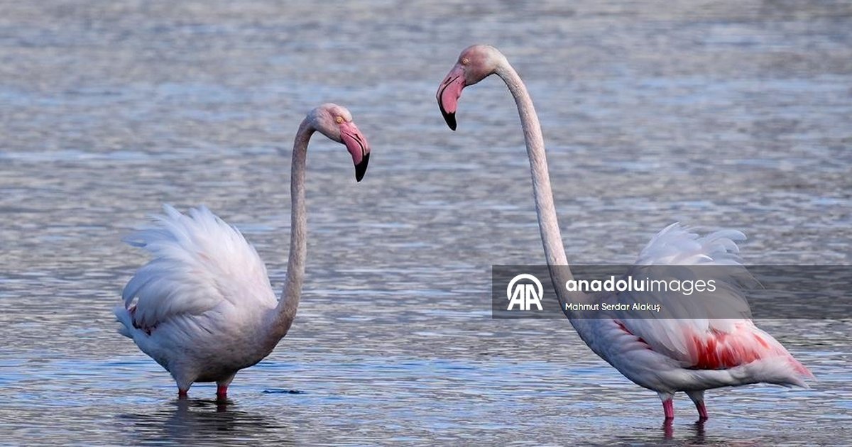 Meles Deltası kışın kanatlı misafirlerini ağırlıyor