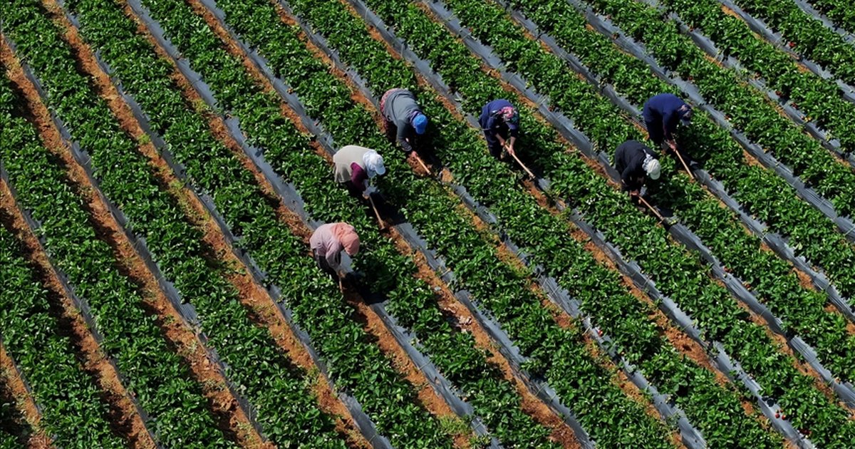 Çiftçilere 12,3 milyar liralık destekleme ödemesi