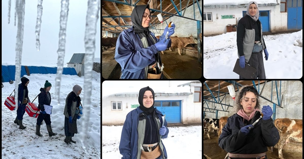 Kars'ta kadın veterinerler hayvan sağlığı için kar kış demeden sahada