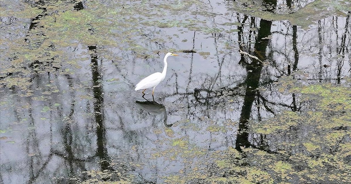 Karacabey Longozu yağışlarla doldu