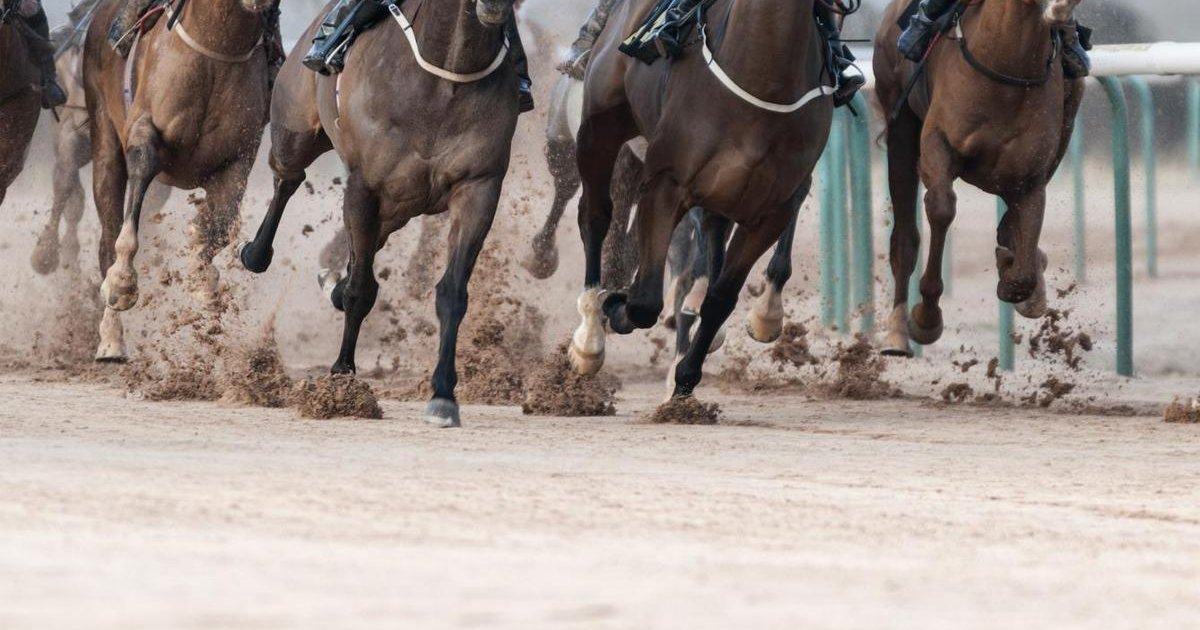 Adana'da yarış atı kesilip Mersin'de kavurma yapıldı iddiası