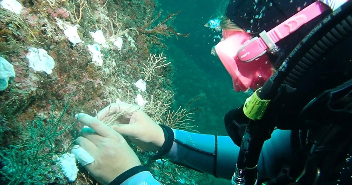 Bakan Kurum: Marmara Denizi'nde mercanları onarıyoruz