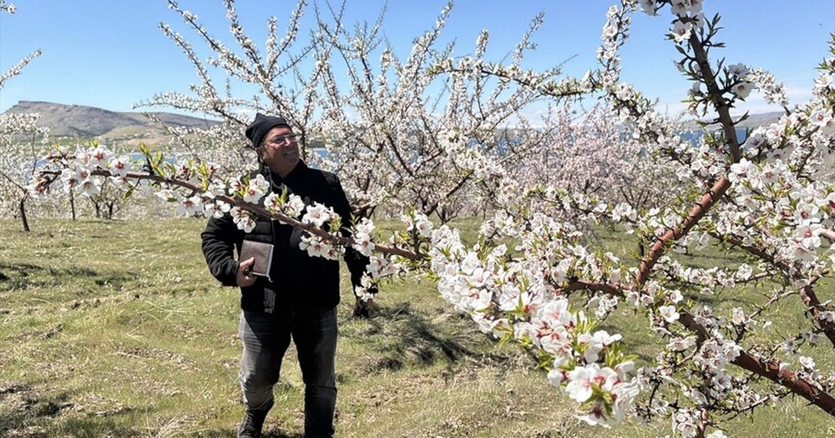 Badem ağaçlarındaki çiçek yoğunluğu rekolte beklentisini artırdı