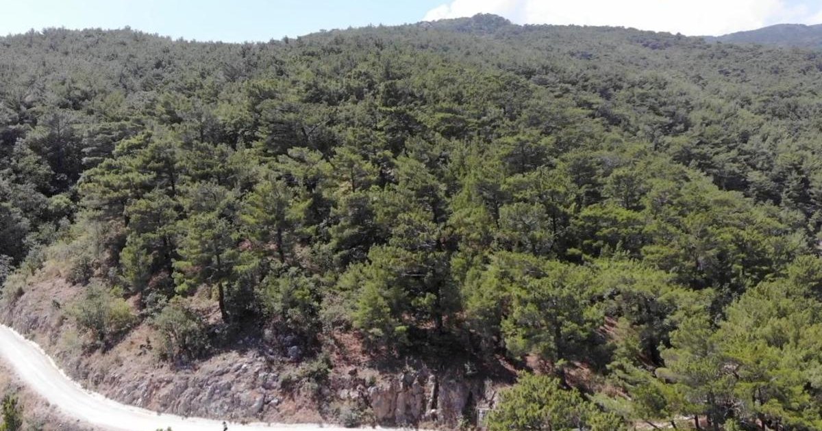 Bilecik'te ormanlık alanlara girişler yasaklandı