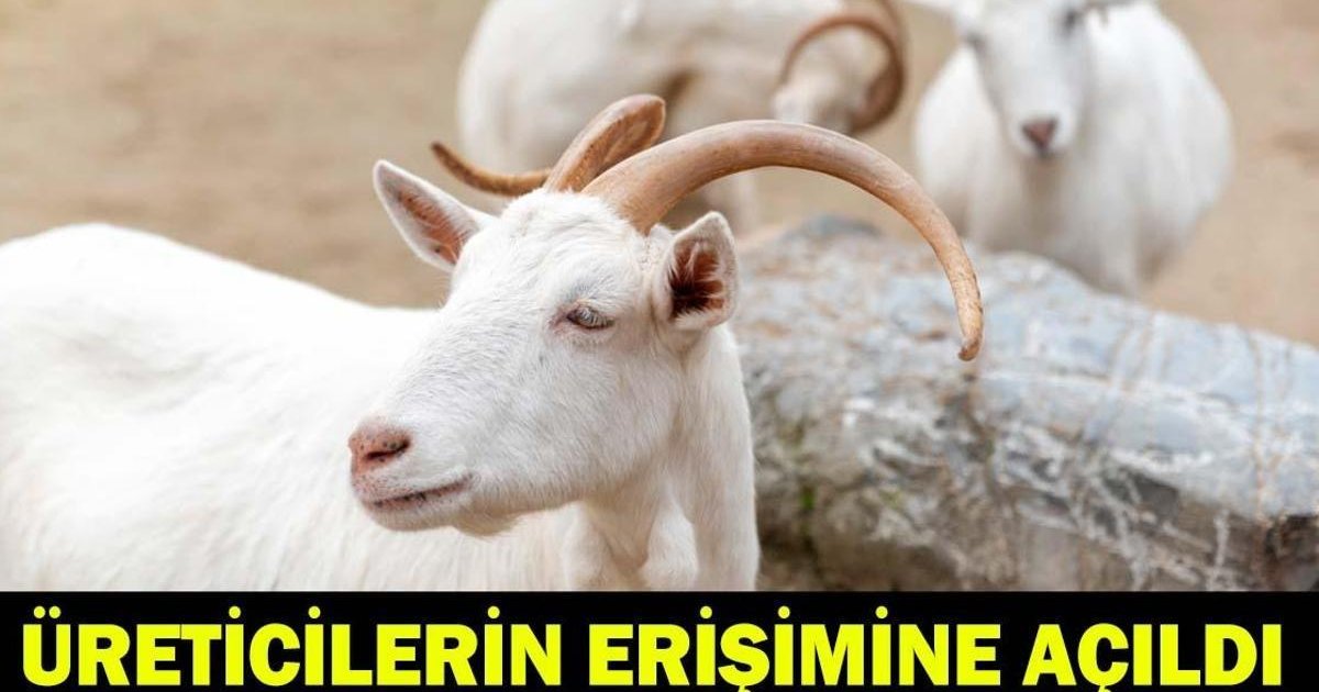 Tarım ve Orman Bakanlığı'ndan Bereket Küçükbaş Destek Projesi
