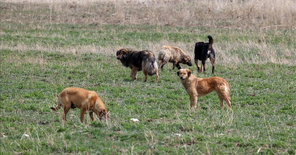 Sokak Köpekleri Saldırıları: 2 Belediye Başkanına Soruşturma