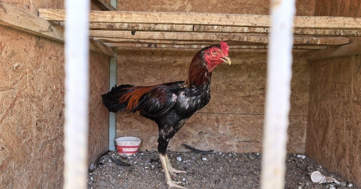 Horoz dövüşüne baskın 650 bin TL ceza