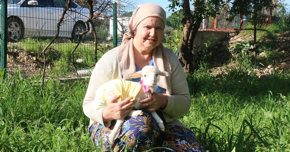 Antalya'da yaşayan kadın, annesi tarafından terk edilen kuzuyu bebek gibi büyütüyor