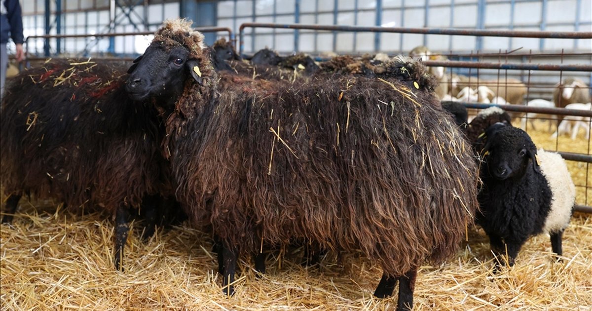 Toroslara özgü Güney Karaman koyunu koruma altına alındı