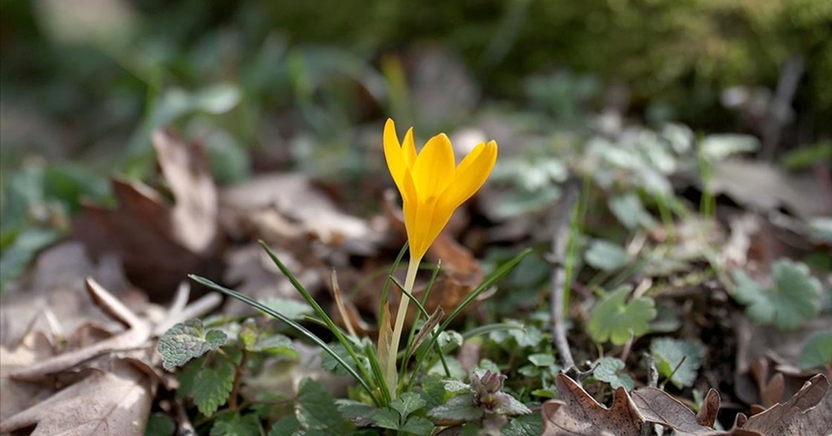 Kırklareli'nde Istranca ormanları bahar renkleriyle süsleniyor