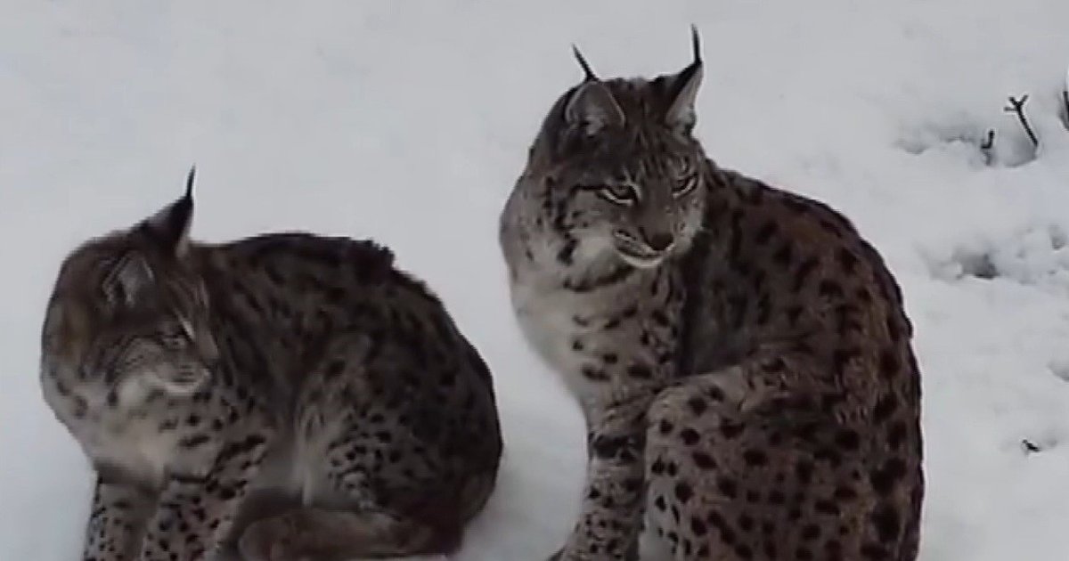 Vaşak ailesi Erzincan'da drone ile görüntülendi
