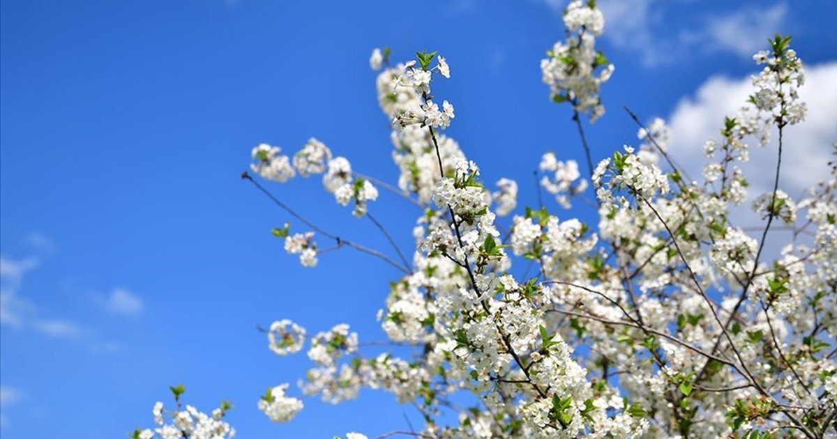 Bahar Mevsiminin Gelmesi: Son Cemre Toprağa Düşmüş Oldu mu?