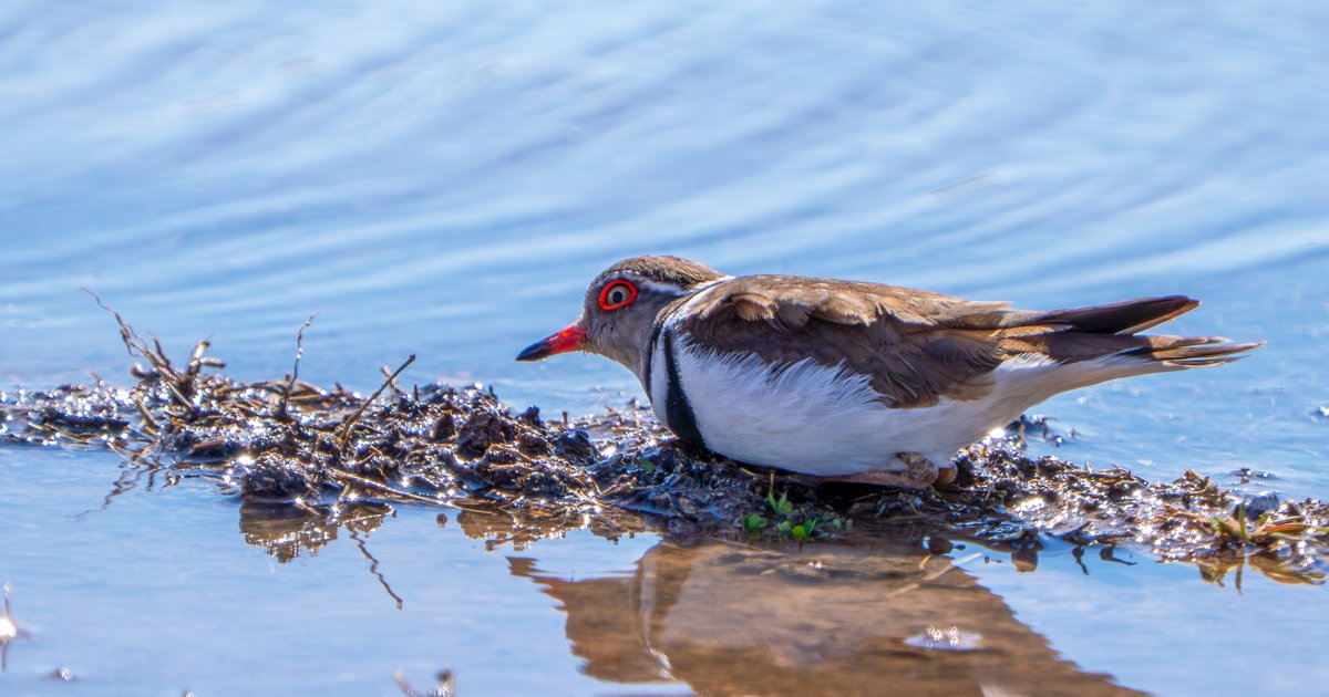 Türkiye'de ilk kez görüldü: Takkeli cılıbıt kuşu Gaziantep'te