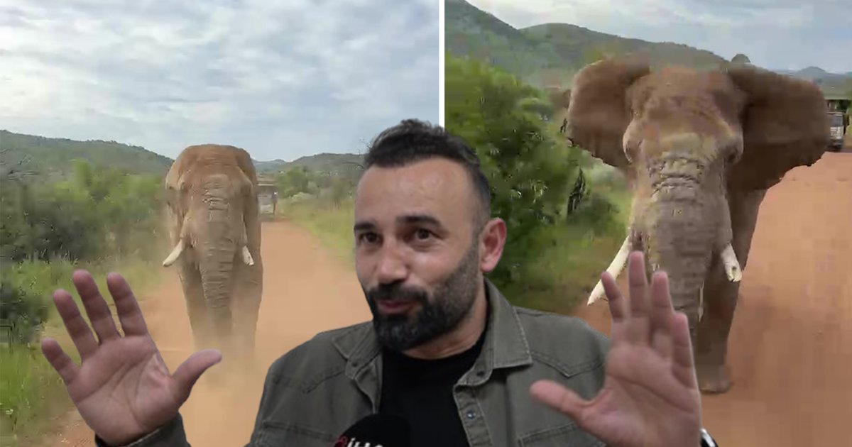 Türk turistleri Güney Afrika'da fil kovaladı