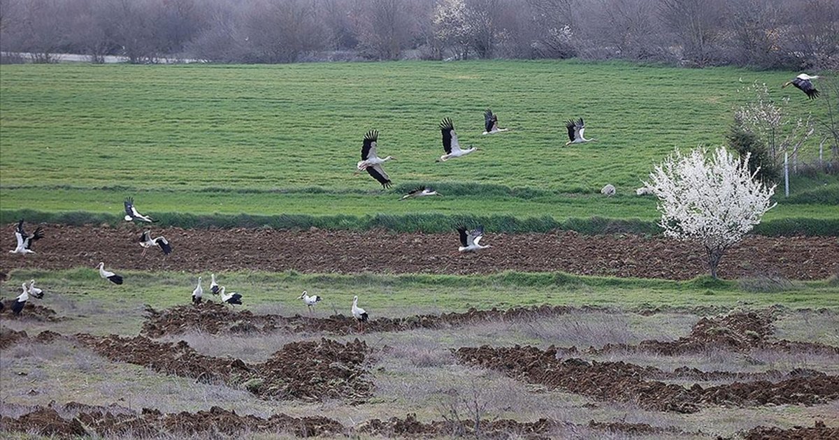 Leylekler Kırklareli'nde mola verdi