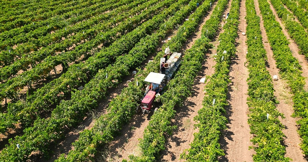 Çiftçilere 17,4 Milyar Lira Destekleme Ödemesi Bugün Yapılacak