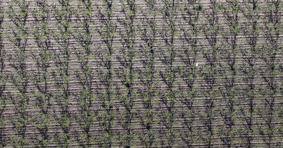 Marmara Bölgesi'ne zirai don uyarısı