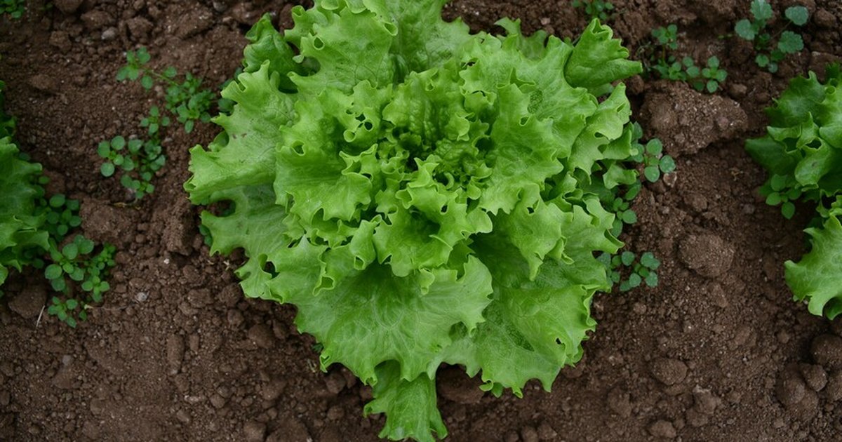 Tarım ve Orman Bakanlığı'ndan kıvırcık marul açıklaması