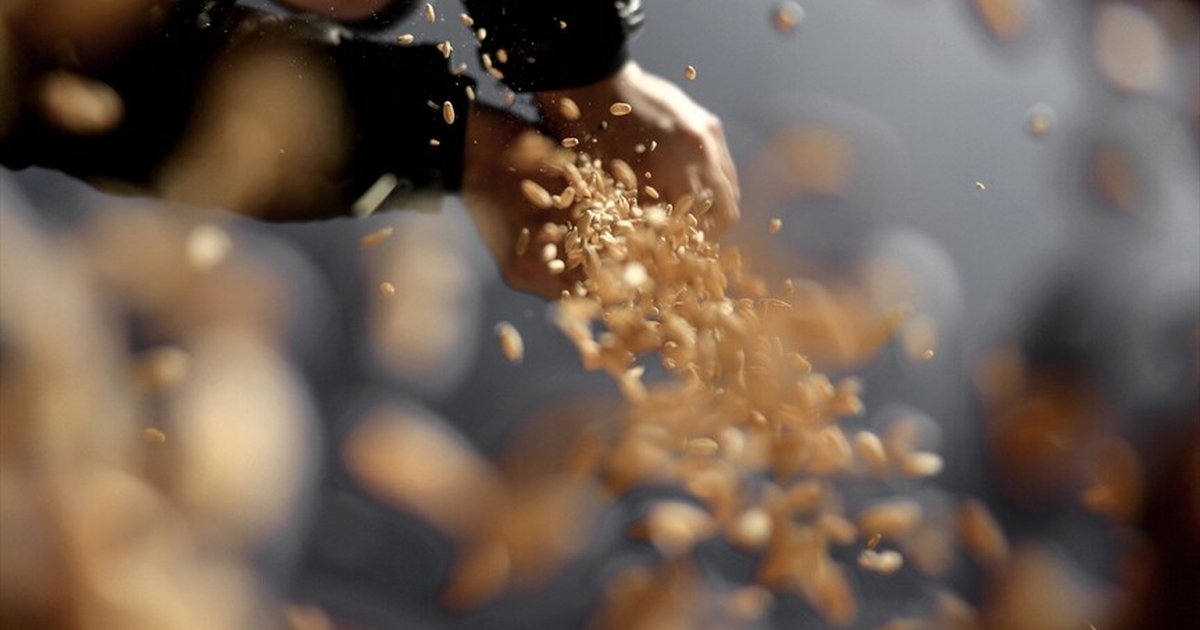 Türkiye'nin sertifikalı tohum üretimi yüzde 50,7 arttı