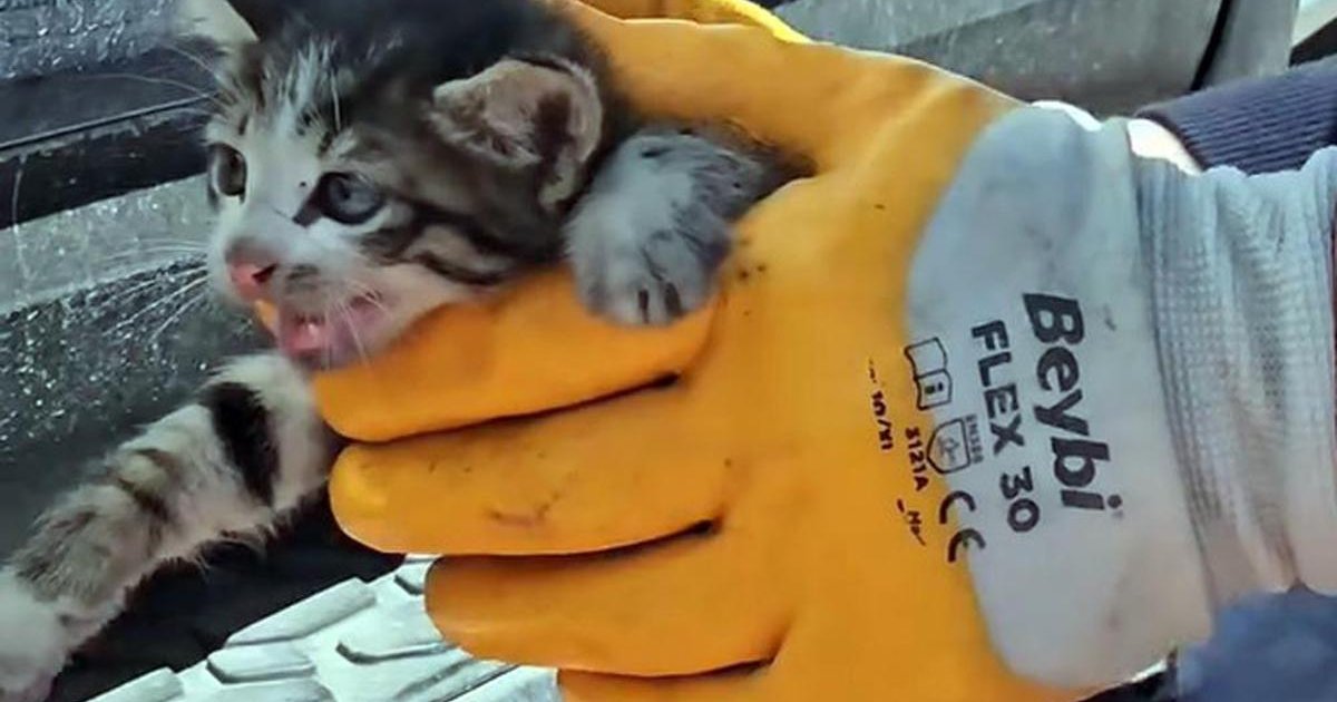 Edirne'de yavru kedi itfaiye ile kurtarıldı