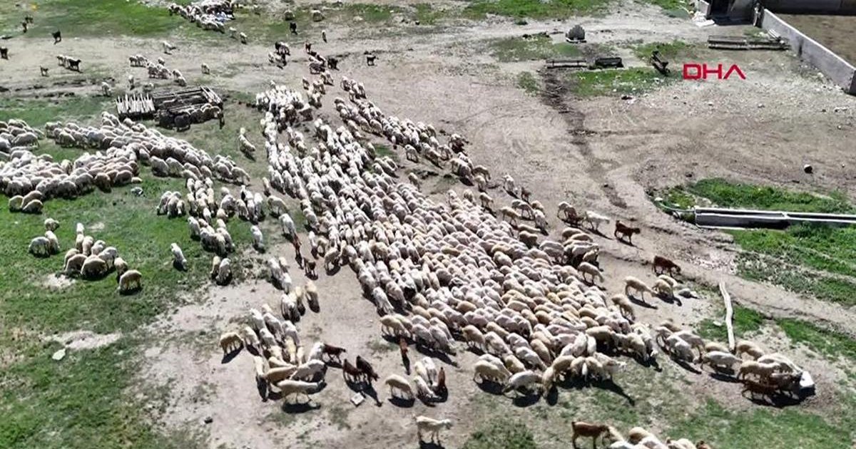 Hayvancılıkta İthal Çoban Uygulaması
